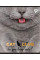 Тетрадь для записей А4/48 кл. YES "PETS CLUB" мат. ВДЛ+фольга серебро код: 764420