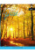 Тетрадь А4 96 Square Forest Path YES (891371)
