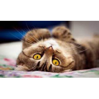 Алмазная мозаика Кошачий отдых 30*40см с рамкой (Y0027)