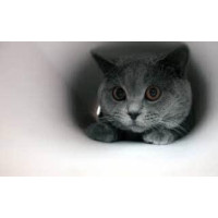Алмазная мозаика Милый серенький котик на подрамнике 30*40см (Y0033)