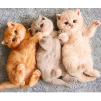 Алмазна мозаїка Милі кошенята 40*50см ТМ Dreamtoys (S40039)