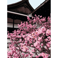 Картина за номерами Японська вишня 40*50 см АРТ-КРАФТ (10527-AC)