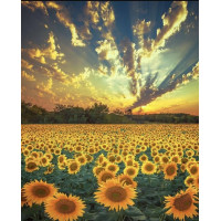 Алмазна мозаїка Поле соняшників на світанку 40*50см ТМ Dreamtoys (S40067)