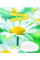 А5/48 лін. 1В Summer flowers Зошит шкільний дя записів набір 10 шт (766030)