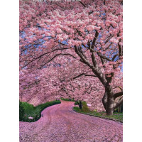Алмазна мозаїка Сакура вздовж дороги 40*50см ТМ Dreamtoys (S40089)
