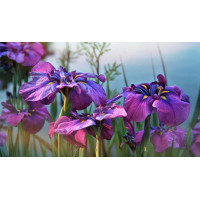 Алмазна мозаїка Фіолетові іриси без підрамника, 30*40см, ТМ Dreamtoys (S30070)