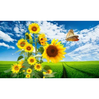 Алмазна мозаїка патриотична Квітуча Країна 30*40см з рамкою (Y0064)